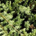 Vršički tisa, drevo