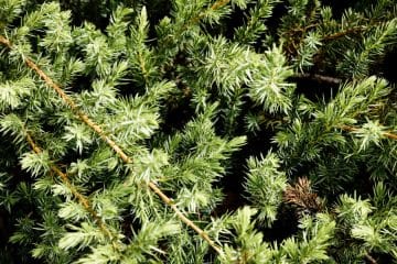 Marsikdo jih zamenja s smrekovimi vršički, a tisa skriva nevarnost