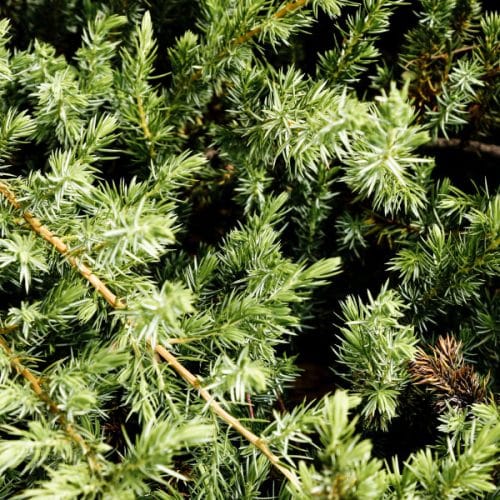 Marsikdo jih zamenja s smrekovimi vršički, a tisa skriva nevarnost