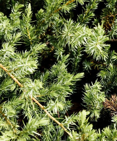 Marsikdo jih zamenja s smrekovimi vršički, a tisa skriva nevarnost