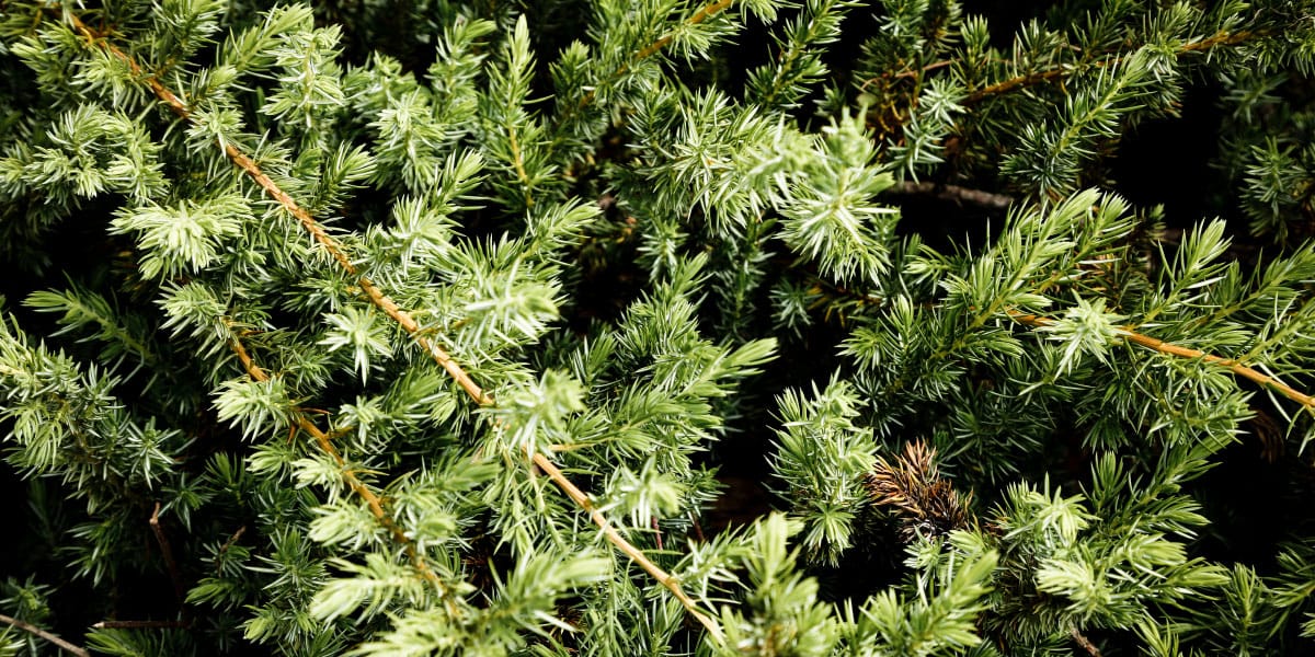 Marsikdo jih zamenja s smrekovimi vršički, a tisa skriva nevarnost