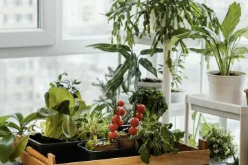 Skriti vrt v stanovanju: kako pridelati hrano, ne da bi prostor deloval kot rastlinjak