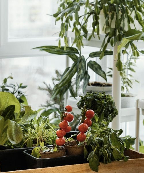 Skriti vrt v stanovanju: kako pridelati hrano, ne da bi prostor deloval kot rastlinjak