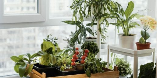 Skriti vrt v stanovanju: kako pridelati hrano, ne da bi prostor deloval kot rastlinjak