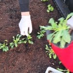 Vrtna metoda 5-4-3-2-1