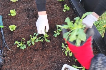 Metoda 5-4-3-2-1 je preprost vrtni trik, s katerim bo poletni vrt videti poln in živ