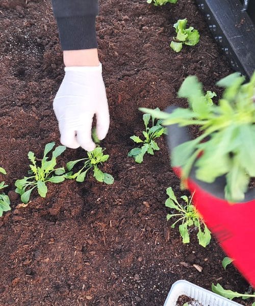 Metoda 5-4-3-2-1 je preprost vrtni trik, s katerim bo poletni vrt videti poln in živ