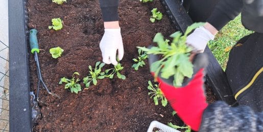 Metoda 5-4-3-2-1 je preprost vrtni trik, s katerim bo poletni vrt videti poln in živ