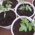 Zalivanje sadik paradižnika