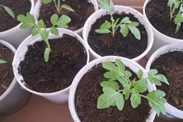 Sadike paradižnika letos stojijo na mestu? Vzrok je lahko tam, kjer ga mnogi ne iščejo