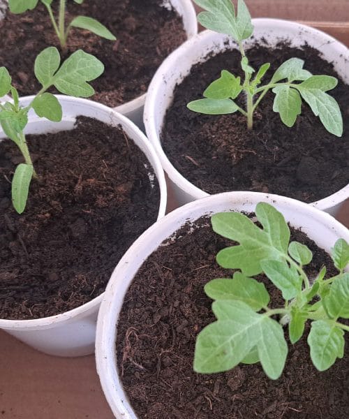 To je napaka pri zalivanju sadik paradižnika, ki jo mnogi naredijo že zjutraj