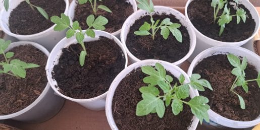 Sadike paradižnika letos stojijo na mestu? Vzrok je lahko tam, kjer ga mnogi ne iščejo