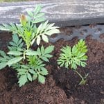 Žametnica v visoki gredi