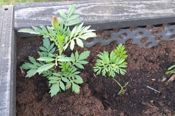 To rastlino mnogi posadijo v kot visoke grede, ker naj bi odganjala škodljivce