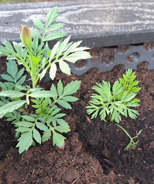 To rastlino mnogi posadijo v kot visoke grede, ker naj bi odganjala škodljivce