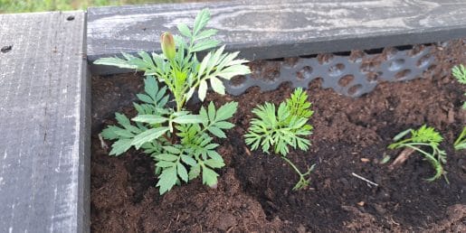 To rastlino mnogi posadijo v kot visoke grede, ker naj bi odganjala škodljivce