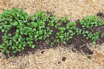 Kdaj na vrtu ali v visoki gredi postaviti zastirko iz slame ali miskantusa