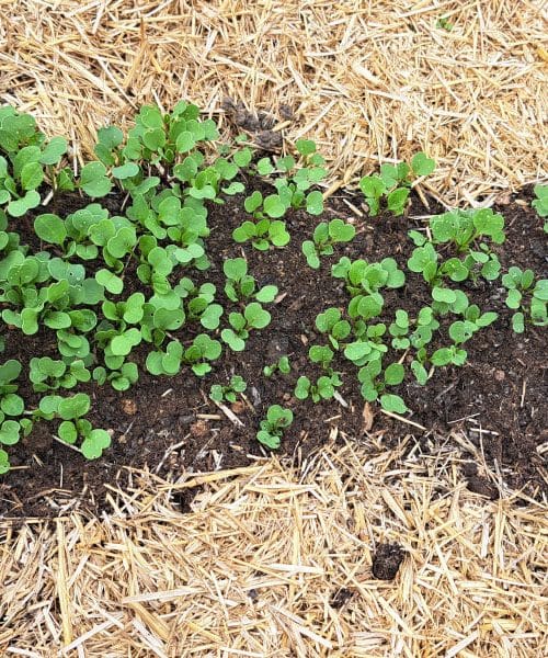 Kdaj na vrtu ali v visoki gredi postaviti zastirko iz slame ali miskantusa