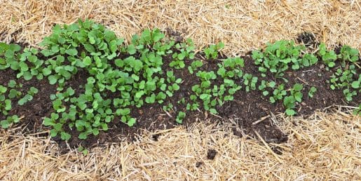 Kdaj na vrtu ali v visoki gredi postaviti zastirko iz slame ali miskantusa