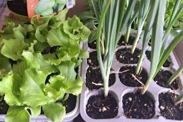 Ti vrtni triki so tako preprosti, da si boste rekli: kako se tega nisem spomnila prej?