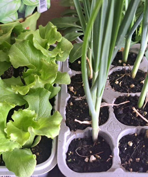 Ti vrtni triki so tako preprosti, da si boste rekli: kako se tega nisem spomnila prej?