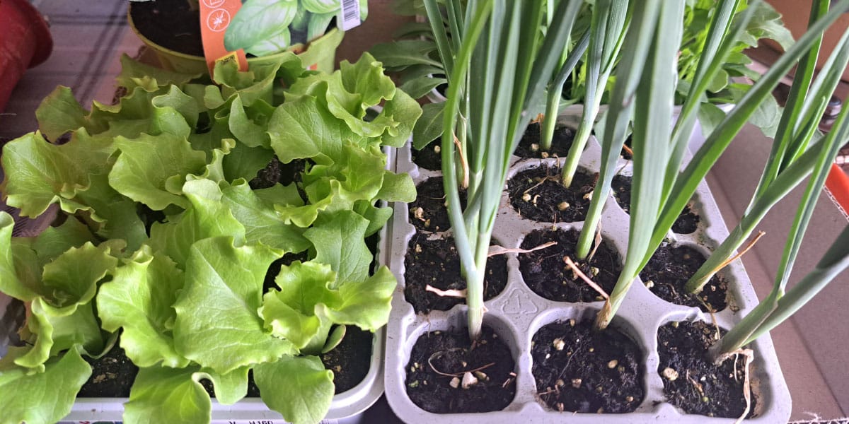 Ti vrtni triki so tako preprosti, da si boste rekli: kako se tega nisem spomnila prej?