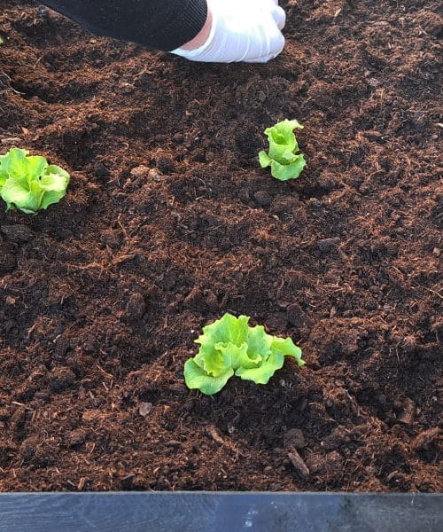 V slovenskih trgovinah se pojavlja “živa solata”: kaj to sploh je in kako jo jemo?