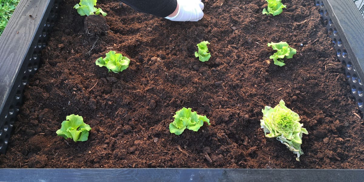 V slovenskih trgovinah se pojavlja “živa solata”: kaj to sploh je in kako jo jemo?