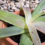 Aloe vera izgublja barvo