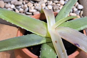 Aloe vera izgublja barvo: kaj se dogaja z rastlino in kako ji pomagati