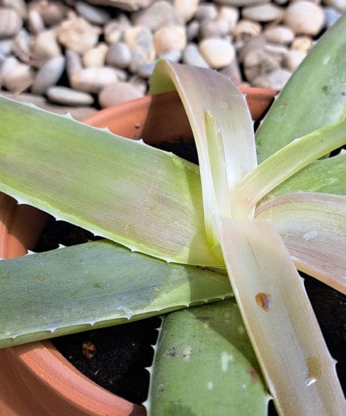 Aloe vera izgublja barvo: kaj se dogaja z rastlino in kako ji pomagati