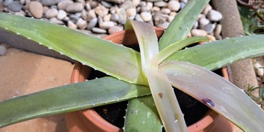 Aloe vera izgublja barvo: kaj se dogaja z rastlino in kako ji pomagati
