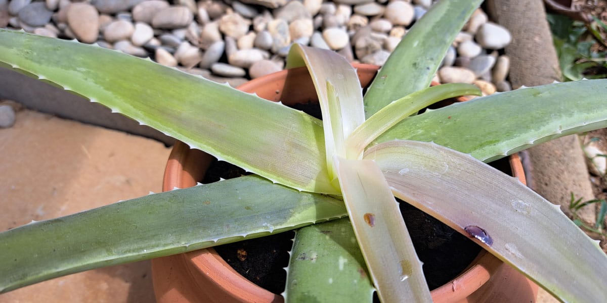 Aloe vera izgublja barvo: kaj se dogaja z rastlino in kako ji pomagati