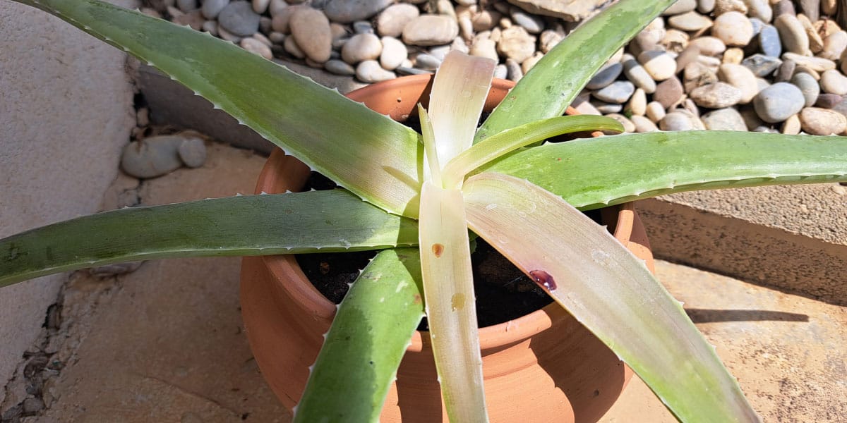 Aloe vera na soncu