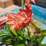 Amarilis