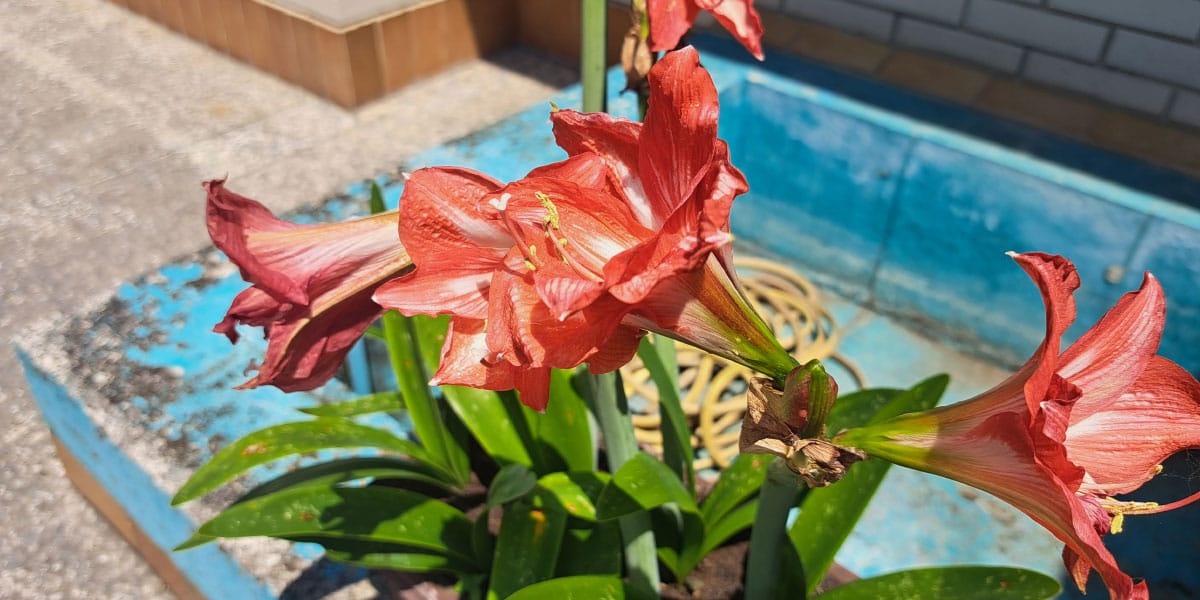 Amarilis