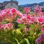 Rožnate pelargonije