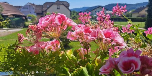 Balkonsko cvetje bo v vročih dneh hitro pokazalo, ali ga zalivate pravilno
