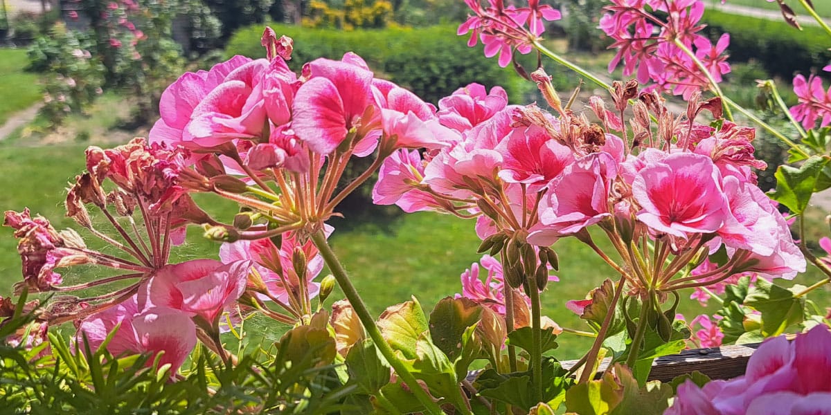 Pelargonije