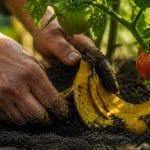 Olupki banane pod sadikami paradižnika