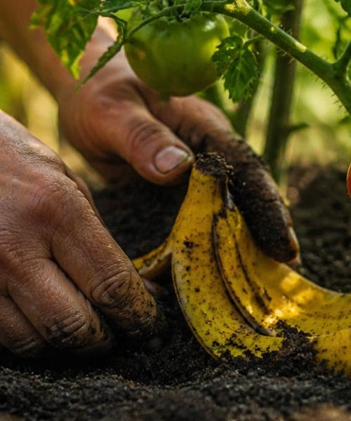 Pod paradižnik zakopljete bananin olupek – trik z vrta ali le mit?