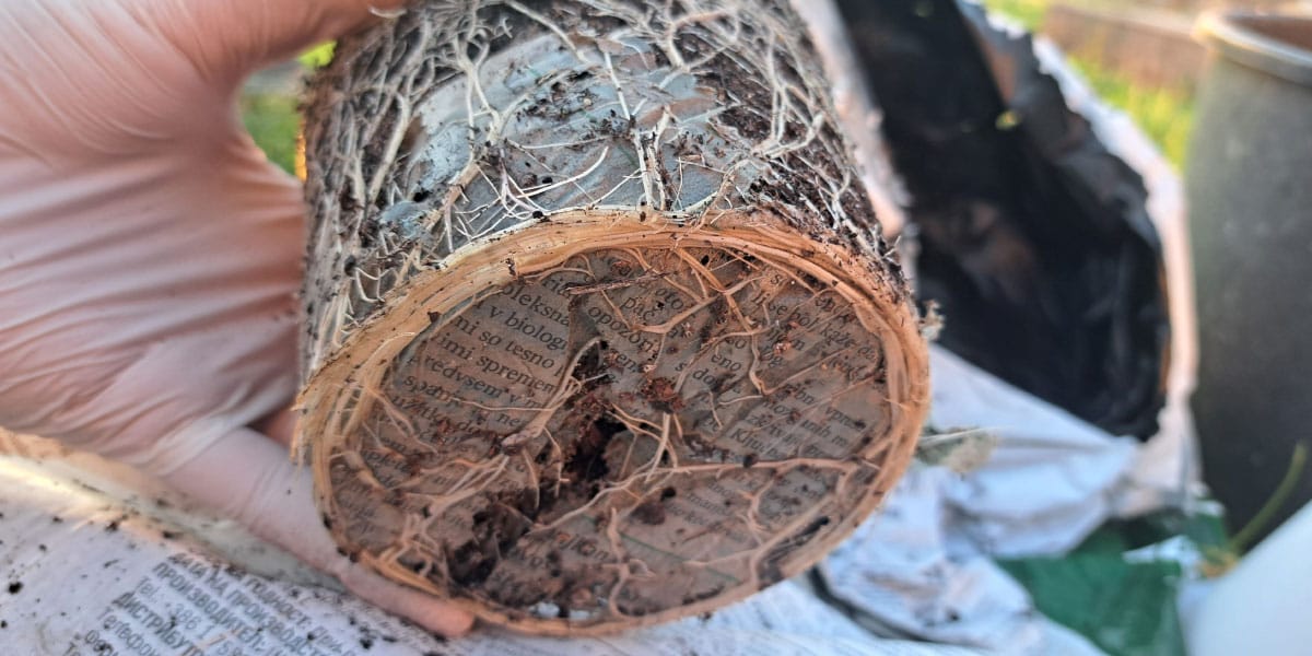 Časopisni papir pod sadikami za paradižnik
