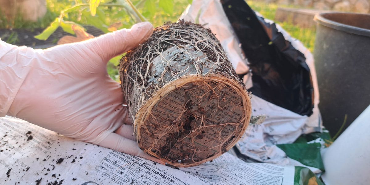 Sadike paradižnika in časopisni papir