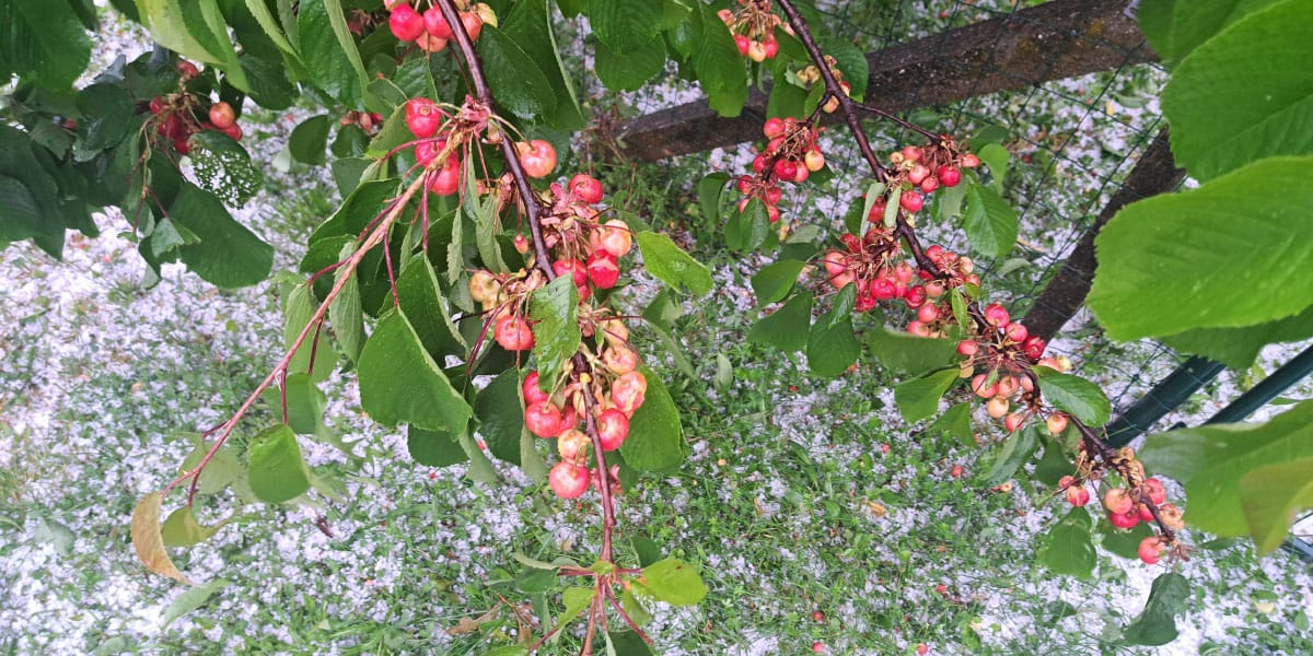 Češnje po toči