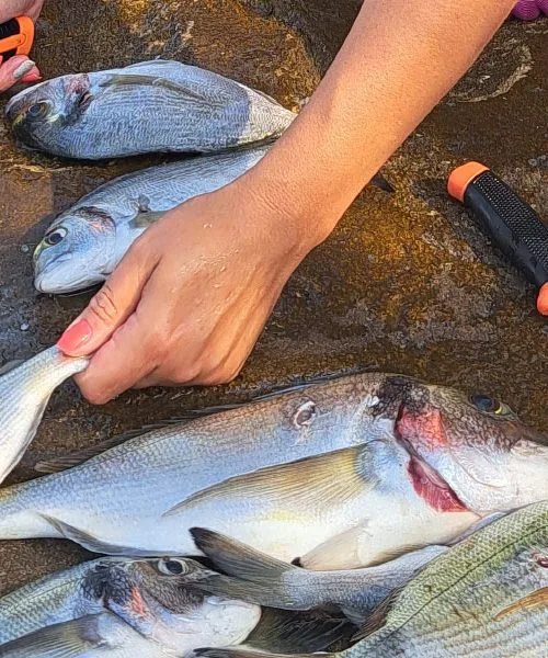 Znate očistiti morsko ribo? Najprej začnite pri škrgah