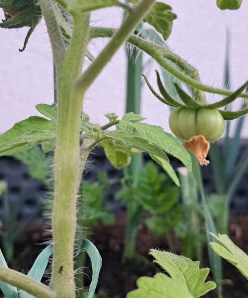 Sadike paradižnika že cvetijo: je to dober znak ali opozorilo za vrtičkarje?
