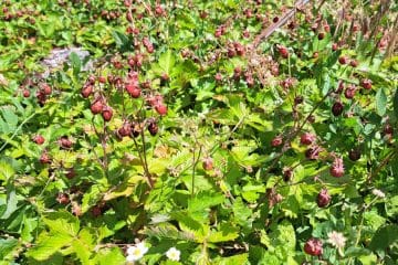 Gozdne jagode na vrtu so poletni zaklad: tako jih shranite, zamrznete in porabite