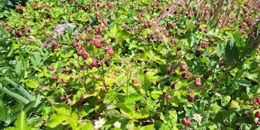 Gozdne jagode na vrtu so poletni zaklad: tako jih shranite, zamrznete in porabite