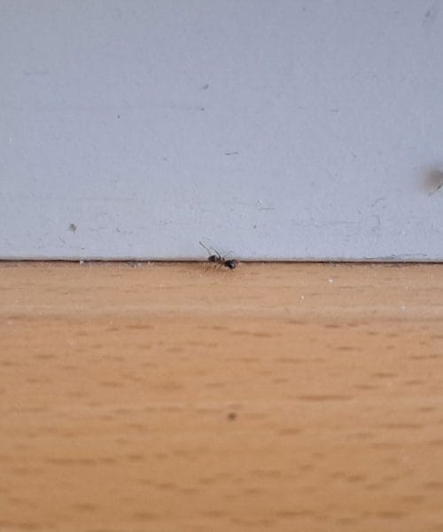 Po dežju so prišle mravlje: tako jih najlažje odženete iz stanovanja