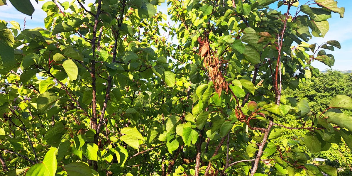 Obrezovanje marelice, monilija